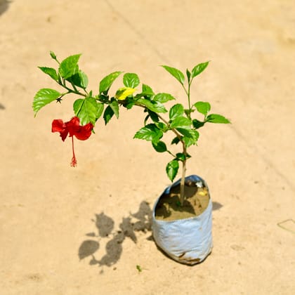 Buy Hibiscus / Gudhal Red  in 8 Inch Nursery Bag Online | Urvann.com