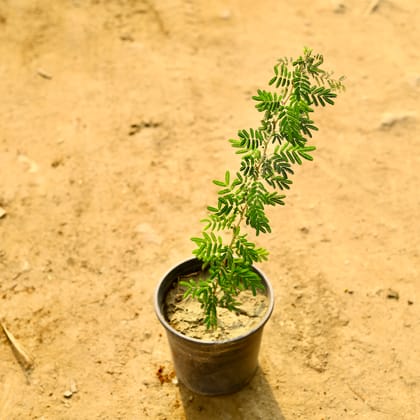 Buy Shami plant in 6 Inch Nursery Pot Online | Urvann.com