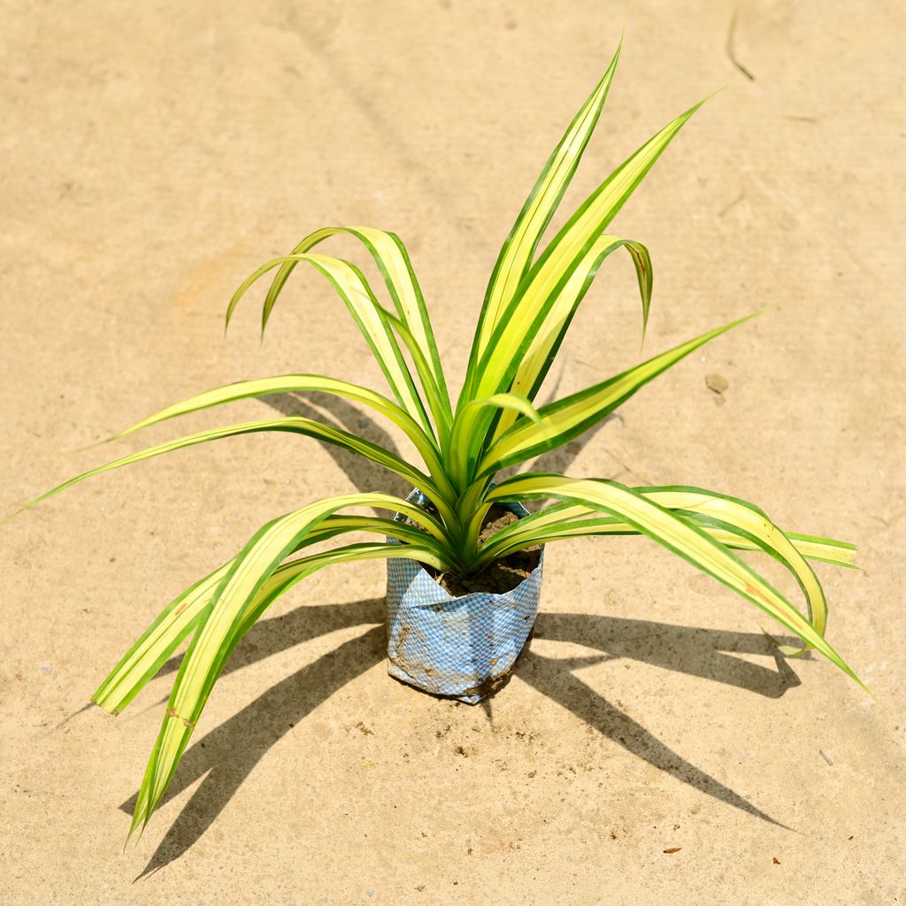 Pandanus in 4 Inch Nursery Bag