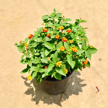 Buy Lantana Red in 8 Inch Nursery Pot Online | Urvann.com