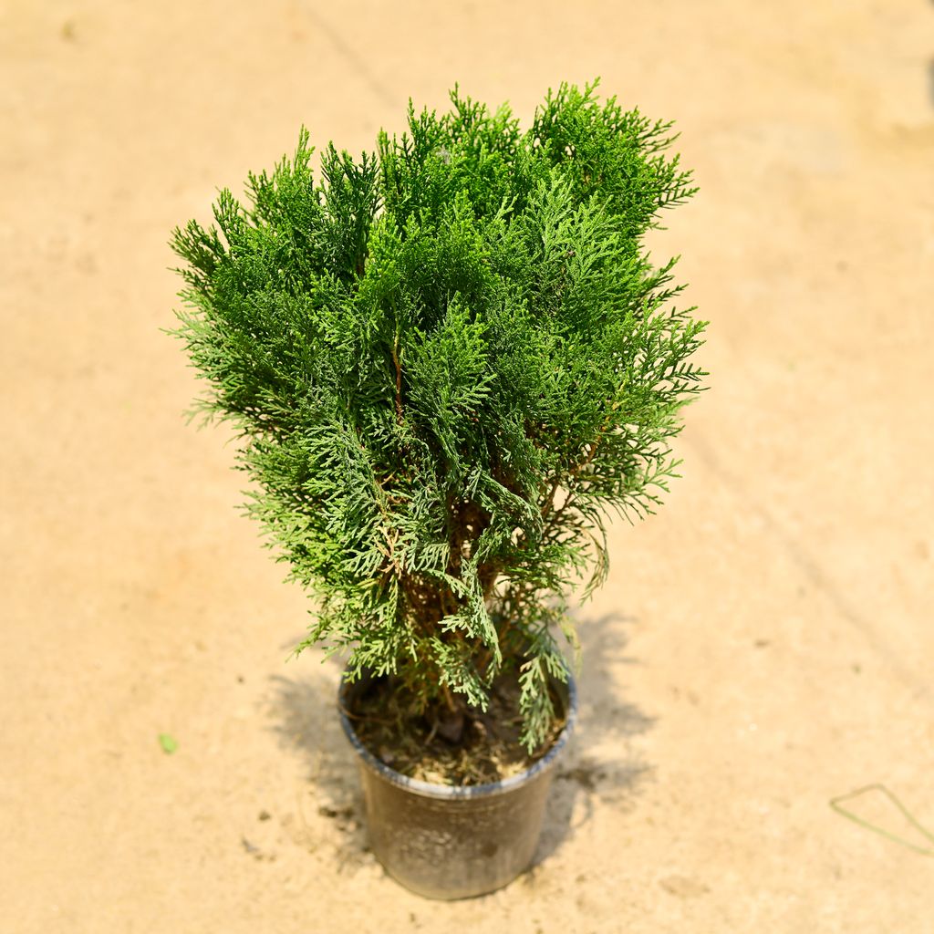 Morpankhi in 6 Inch Nursery Pot