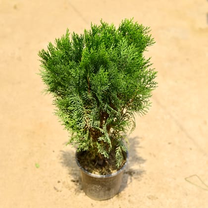 Buy Morpankhi in 6 Inch Nursery Pot Online | Urvann.com