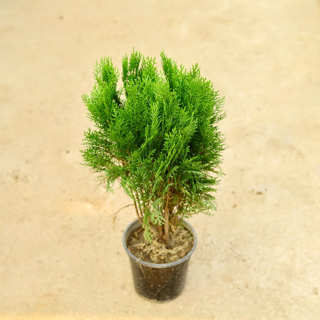 Morpankhi in 6 Inch Nursery Pot