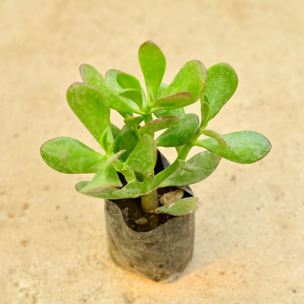 Crassula Jade Succulent in 4 Inch Nursery Bag