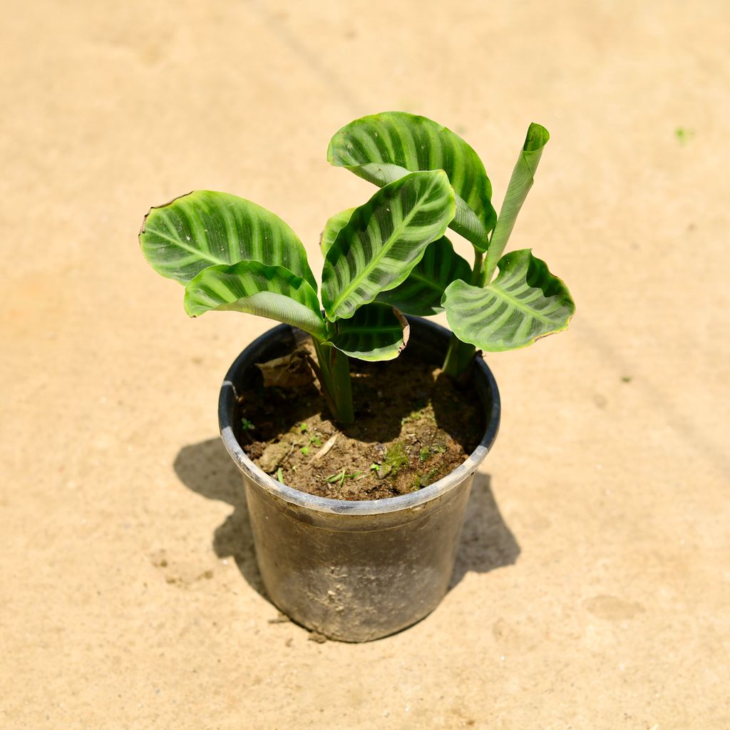 Calathea Maranta / Prayer Plant in 6 Inch Nursery Pot