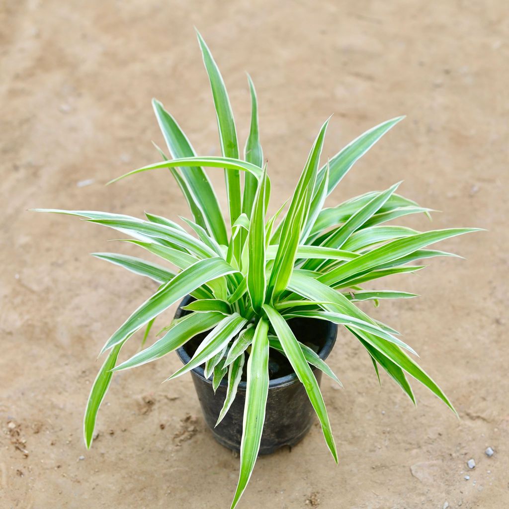 Spider Plant in 5 inch Nursery Pot