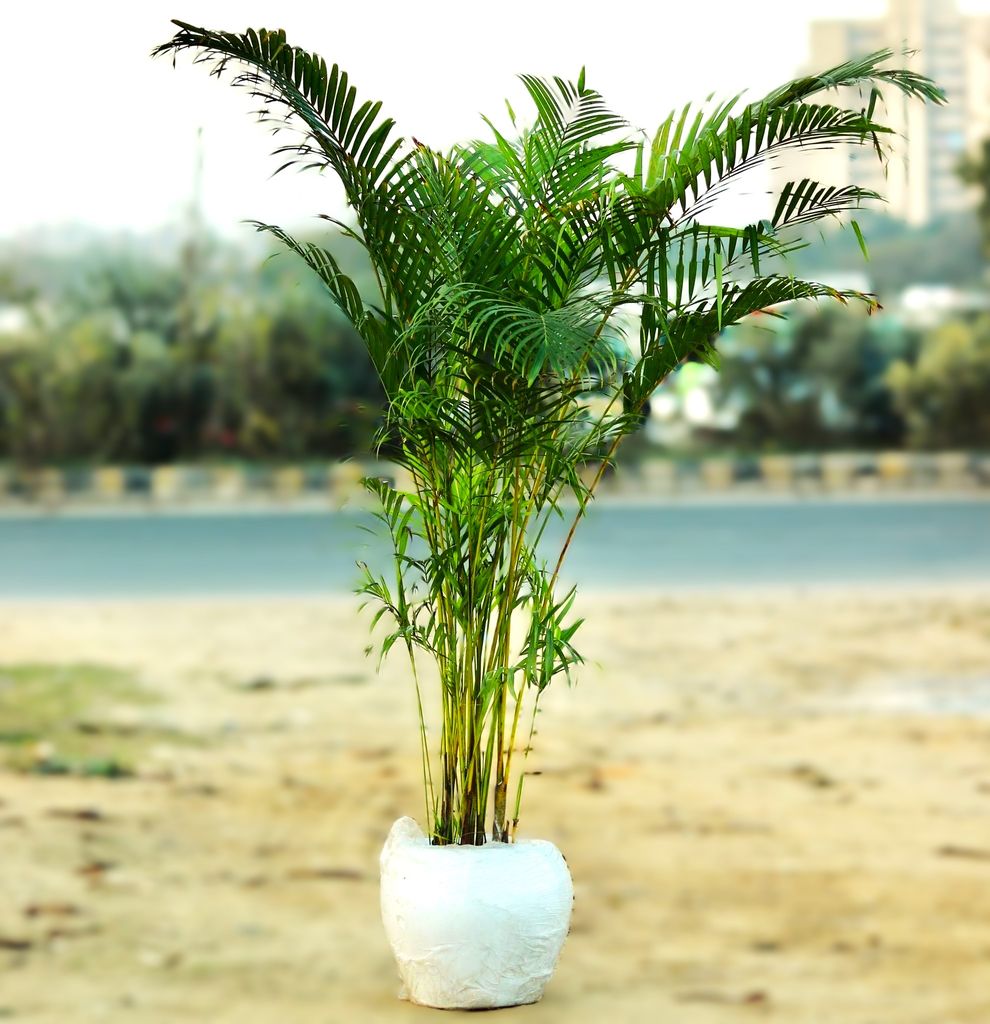Areca Palm (~6ft) in 14 Inch Fiber Apple Pot