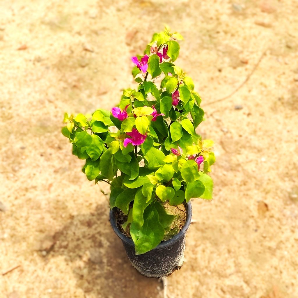 Bougainvillea (Any Colour) in 6 Inch Nursery Pot