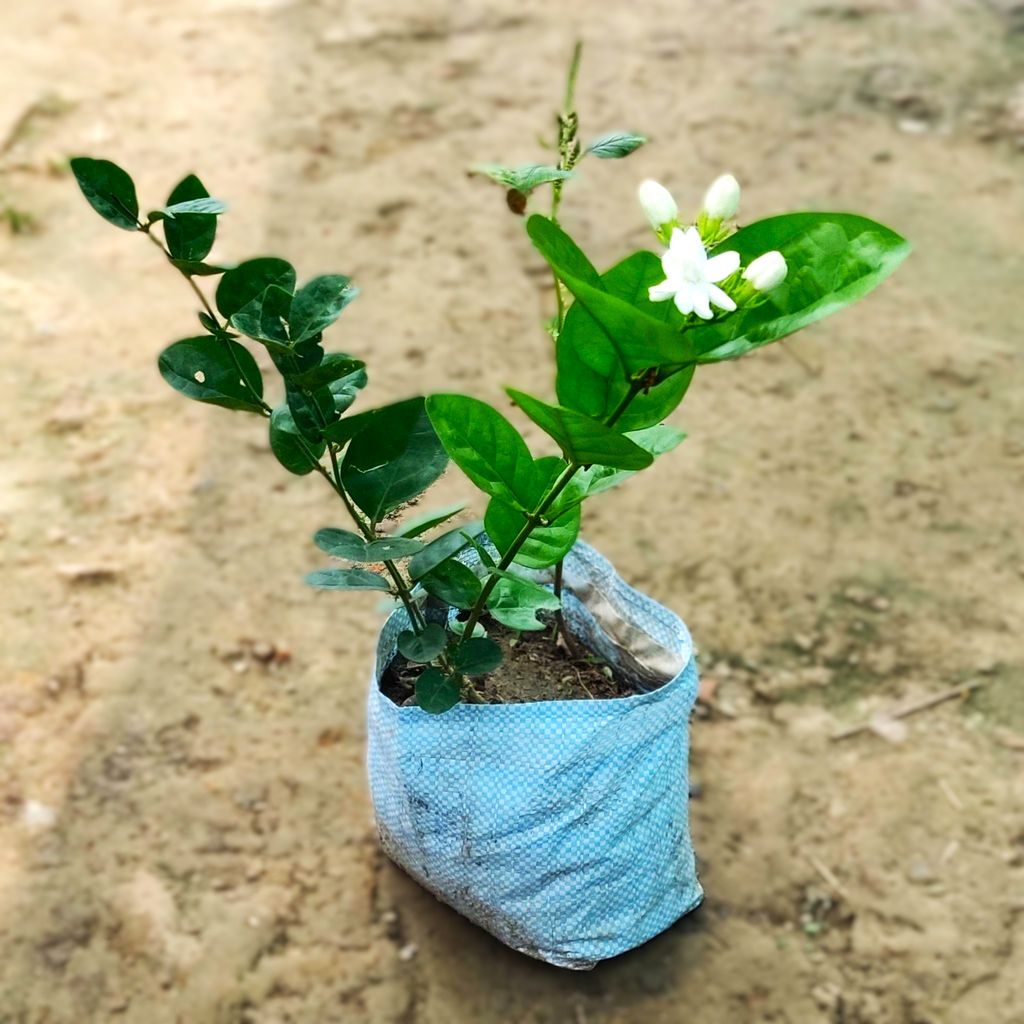 Mogra / Motia Jasmine (any colour) in 8 Inch Nursery Bag