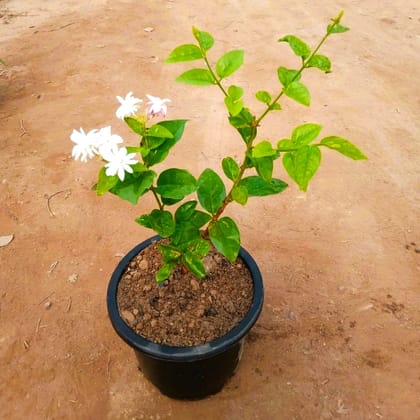 Mogra/Motia Jasmine all season pune variety in 6 Inch Nursery Pot