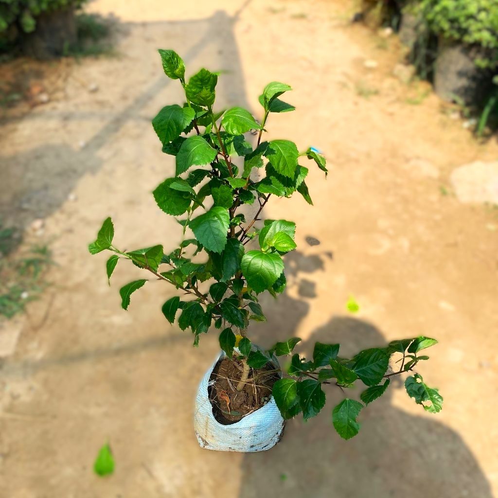 Hibiscus / Gudhal Red in 8 Inch Nursery Bag