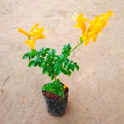 Tecoma Capensis Pune Variety (Any Colour) in 3 Inch Nursery Bag