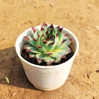 Laxmi Kamal Succulent In 3 Inch Nursery Pot