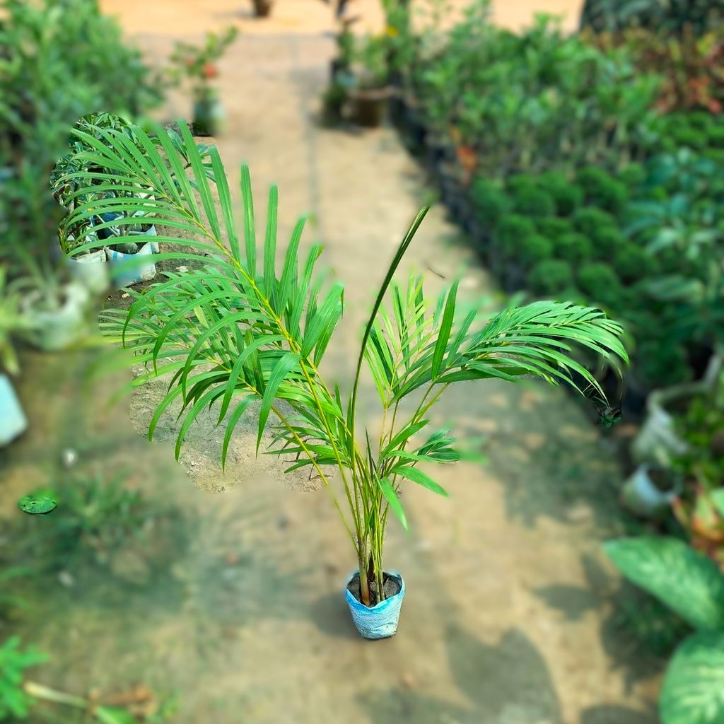 Areca Palm ~ 3 ft in 5 Inch Nursery Bag