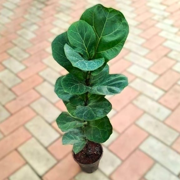 Fiddle Leaf Fig (small leaf) ~ 2-3 ft in 5 Inch Nursery Pot