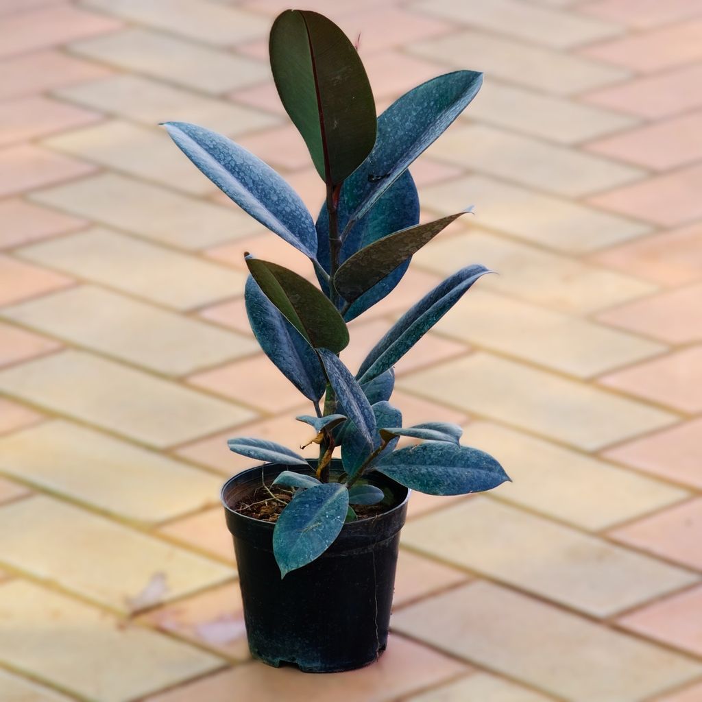 Rubber Black (~ 1.5 ft) in 6 Inch Nursery Pot