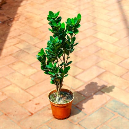 Ficus Bonsai in 4 Inch Nursery Pot