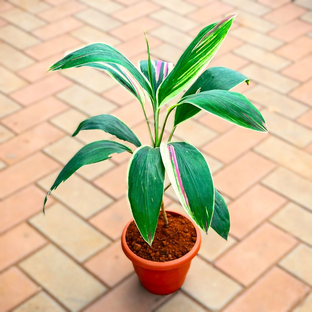 Dracaena Cordyline Green in 7 Inch Classy Red Plastic Pot