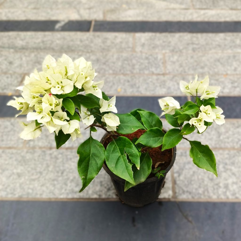 Bougainvillea White in 5 Inch Nursery Pot