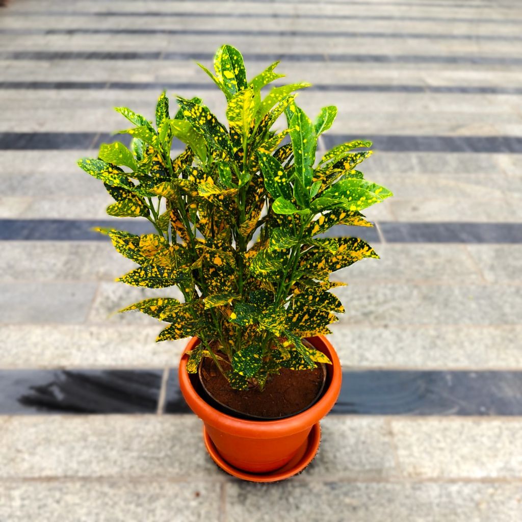 Baby Croton Gold Star in 7 Inch Classy Red Plastic Pot with Tray