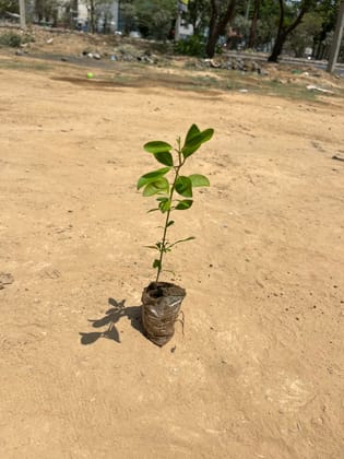 Anarmi hedge plant in 3 inch nursery bag