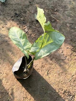 Air purifying Green syngonium in 4 inch nursery bag