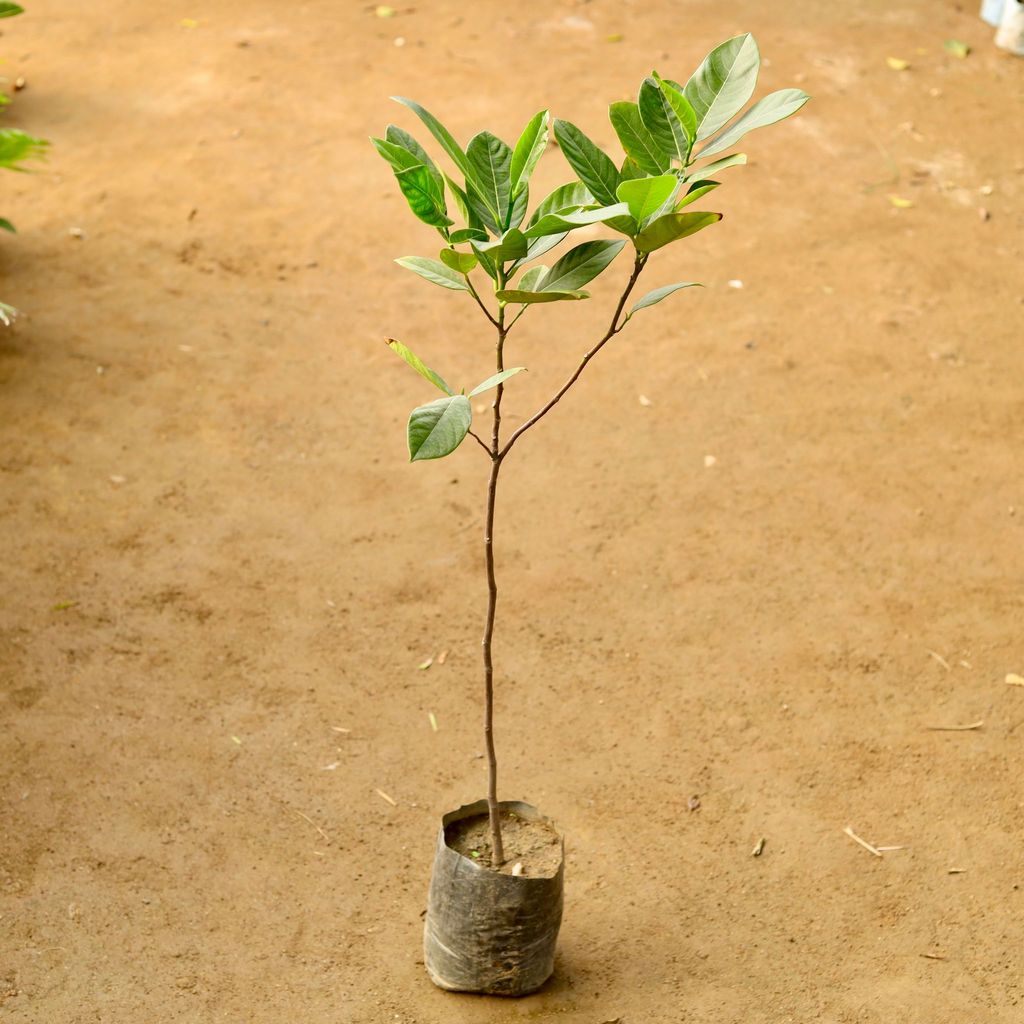 Kathal / Jackfruit in 5 Inch Nursery Bag