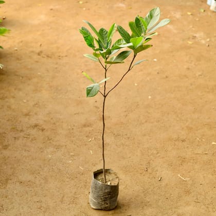 Buy Kathal / Jackfruit in 5 Inch Nursery Bag Online | Urvann.com