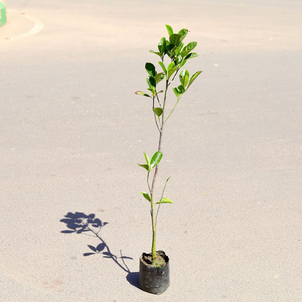 Kathal Grafted (~ 3 Ft) in 8 Inch Nursery Bag