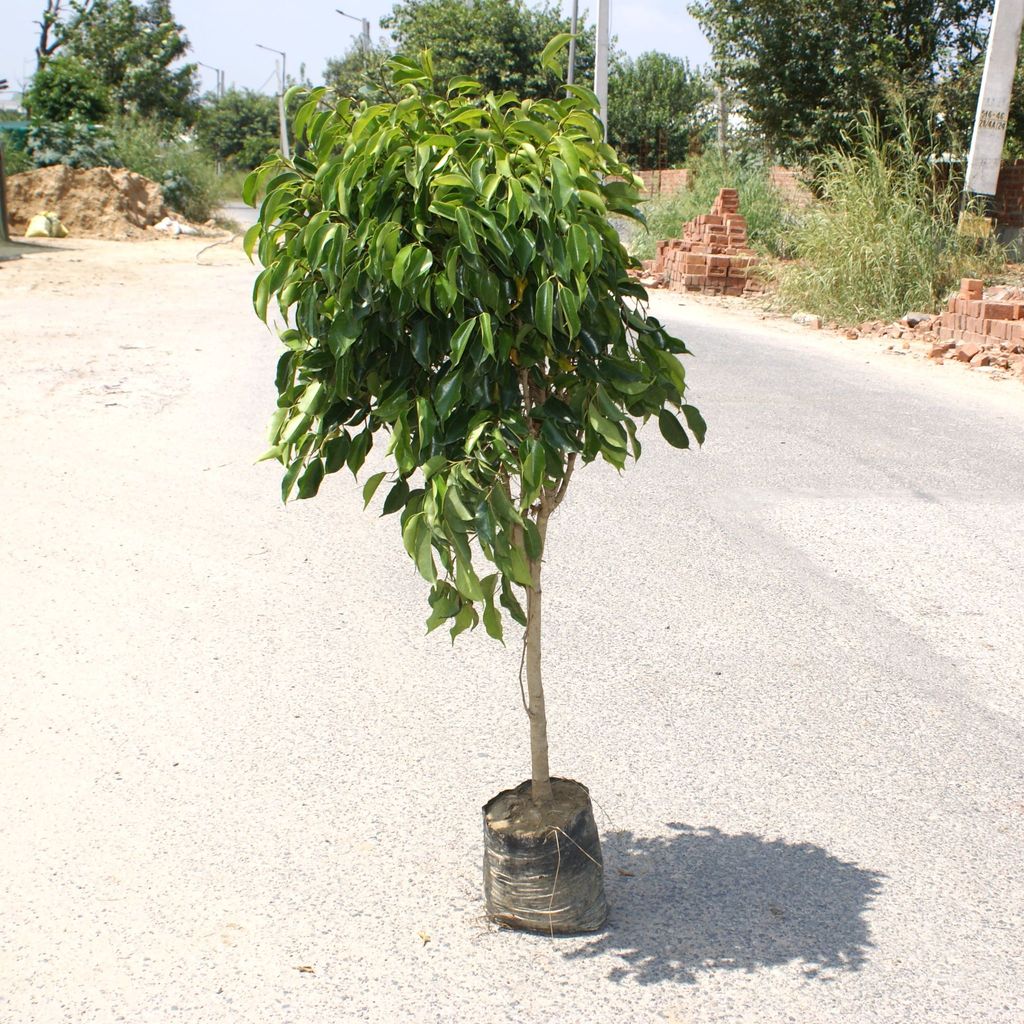 Ficus Benjamina (~ 3-4 Ft) in 6 Inch Nursery Bag