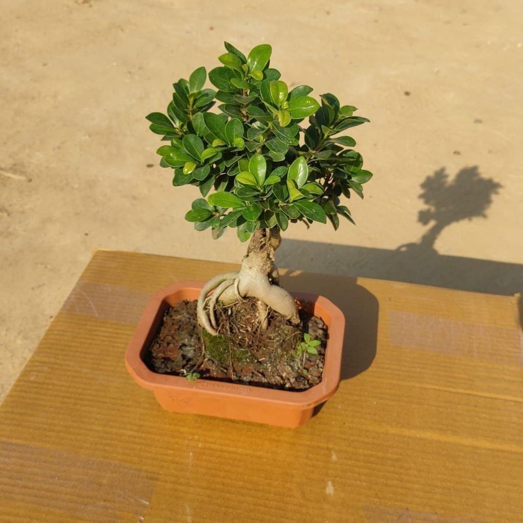 Ficus Microcarpa Bonsai in 8 Inch Plastic Tray