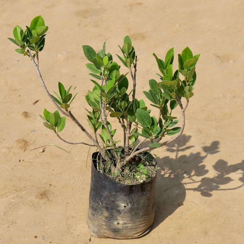 Ficus Microcarpa in 7 Inch Nursery Bag