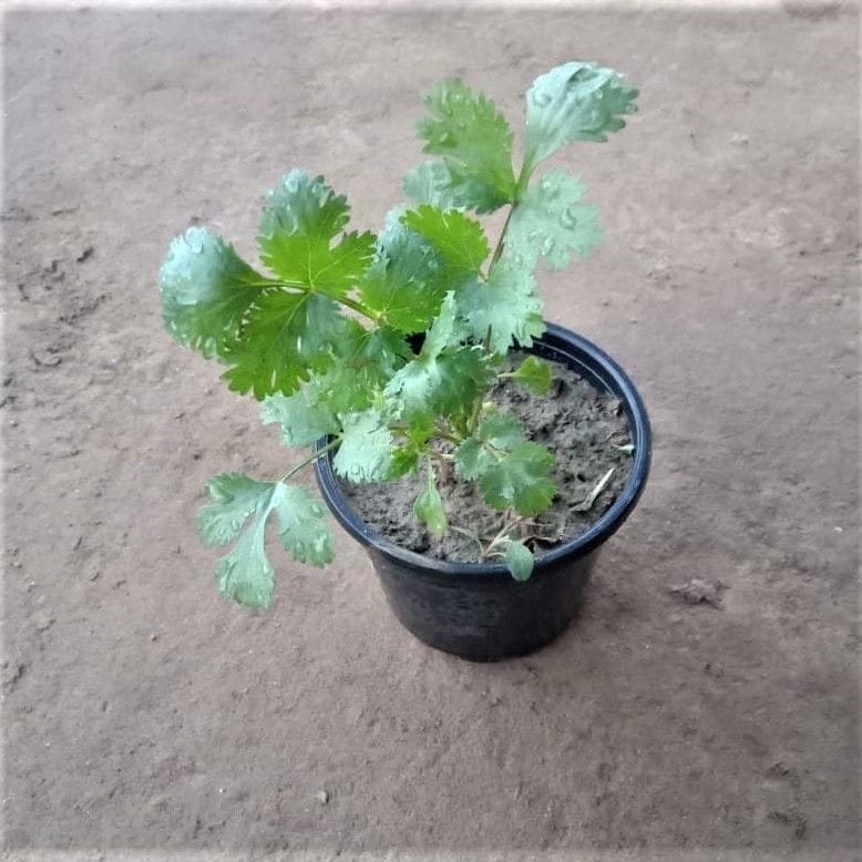 Dhaniya / Coriander Plant in 4 Inch Nursery Pot