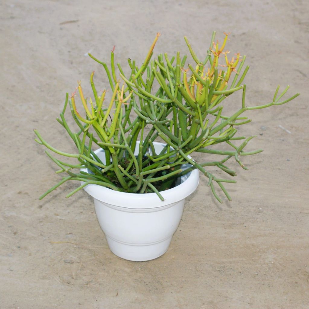 Pencil Cactus in 8 Inch Classy White Plastic Pot