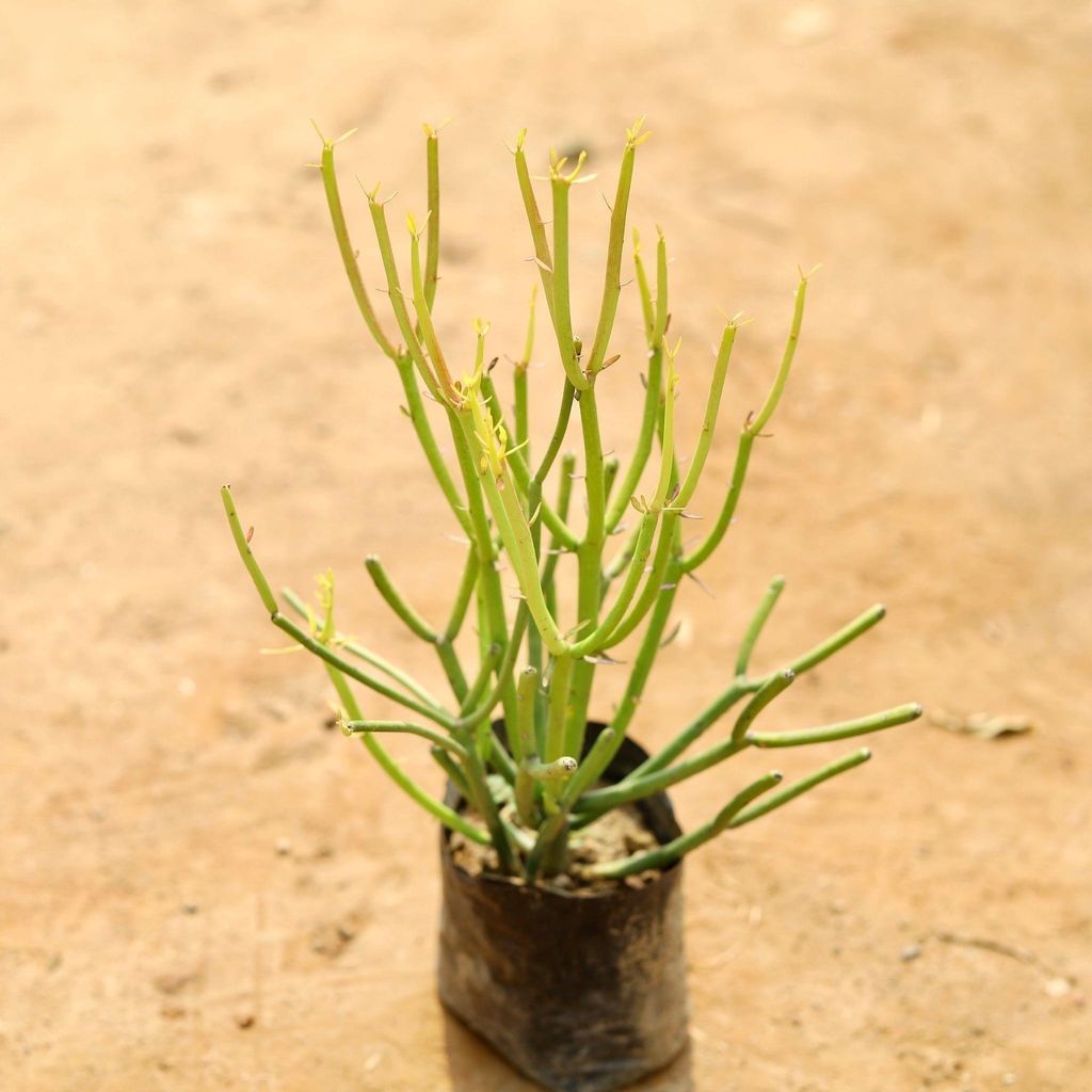 Pencil Cactus in 4 Inch Nursery Bag