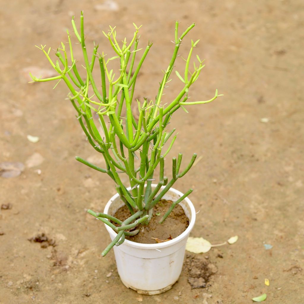 Pencil Cactus in 5 Inch White Nursery Pot