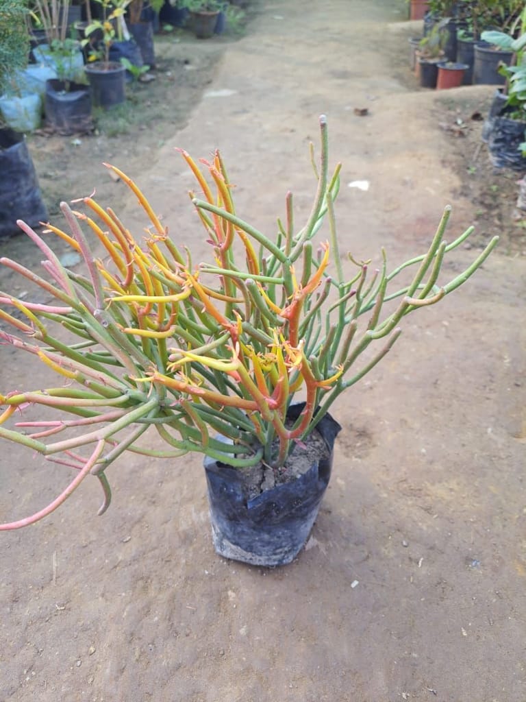 Pencil Cactus in 4 Inch Nursery Bag