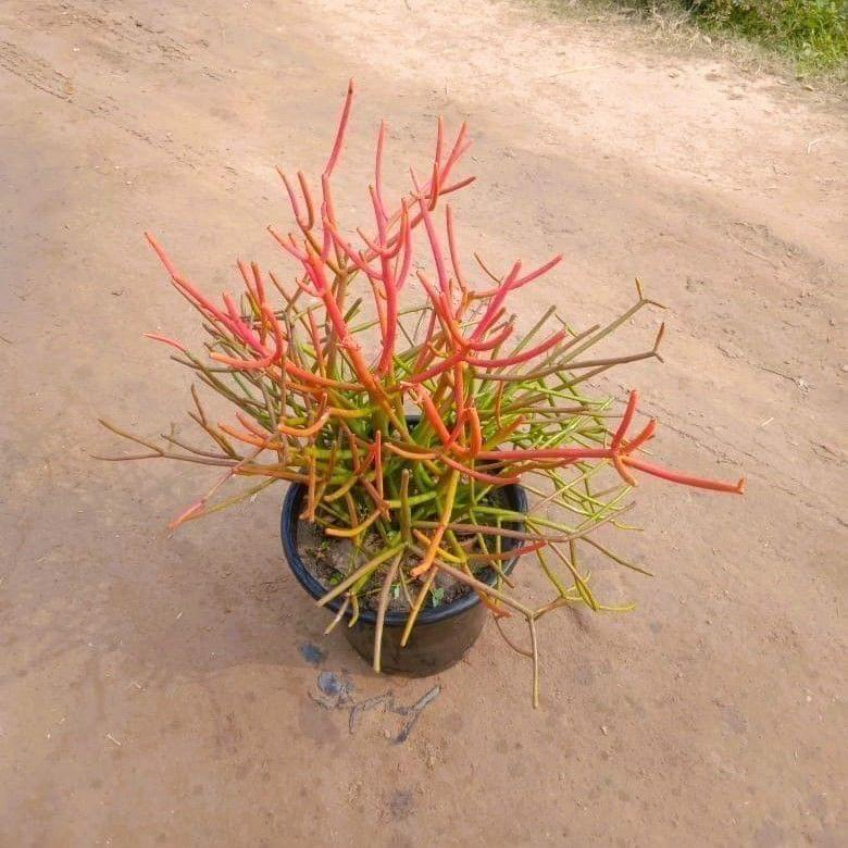 Firestick Pencil Cactus in 8 Inch Nursery Pot