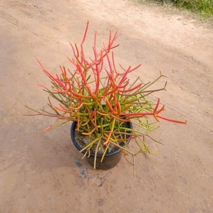 Buy Firestick Pencil Cactus  in 8 Inch Nursery Pot Online | Urvann.com