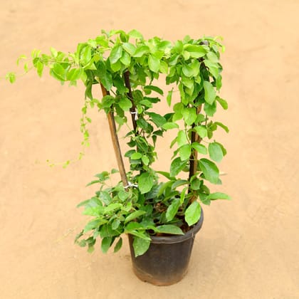 Buy Trumpet vine in 8 inch Nursery Pot Online | Urvann.com