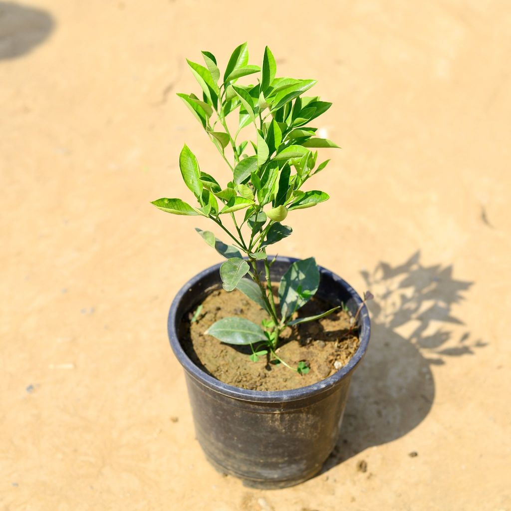 China Orange in 6 Inch Nursery Pot