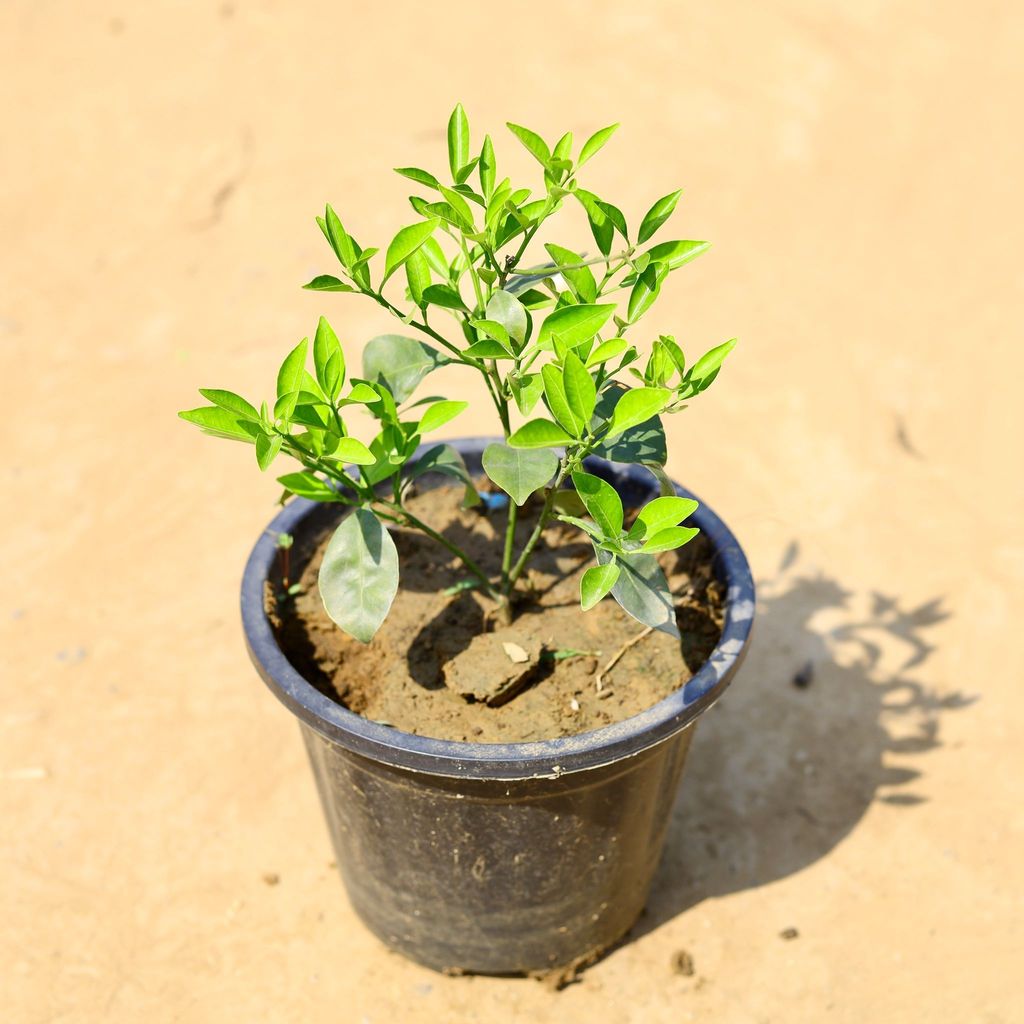 China orange in 8 Inch Nursery Pot