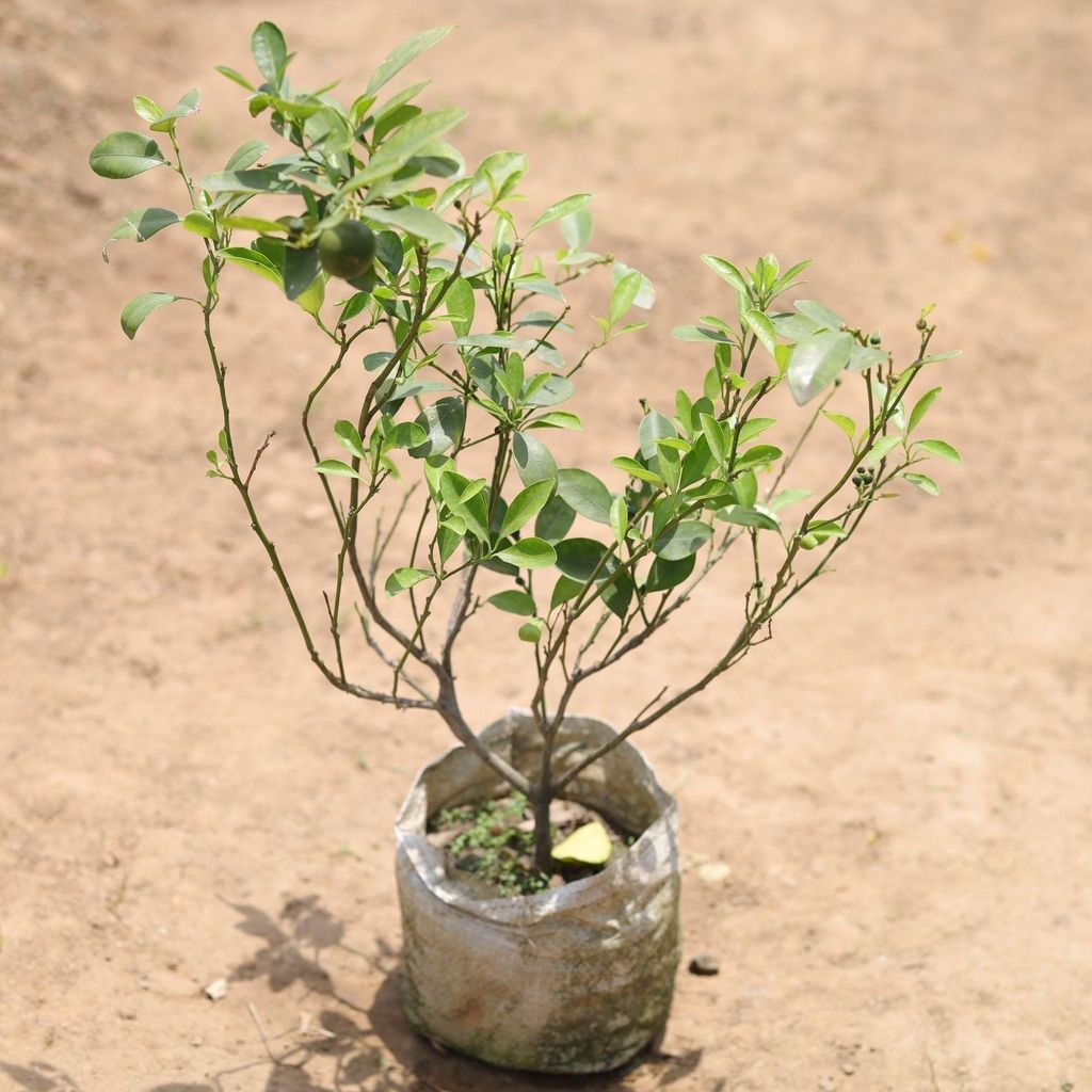 China Orange in 5 Inch Nursery Bag