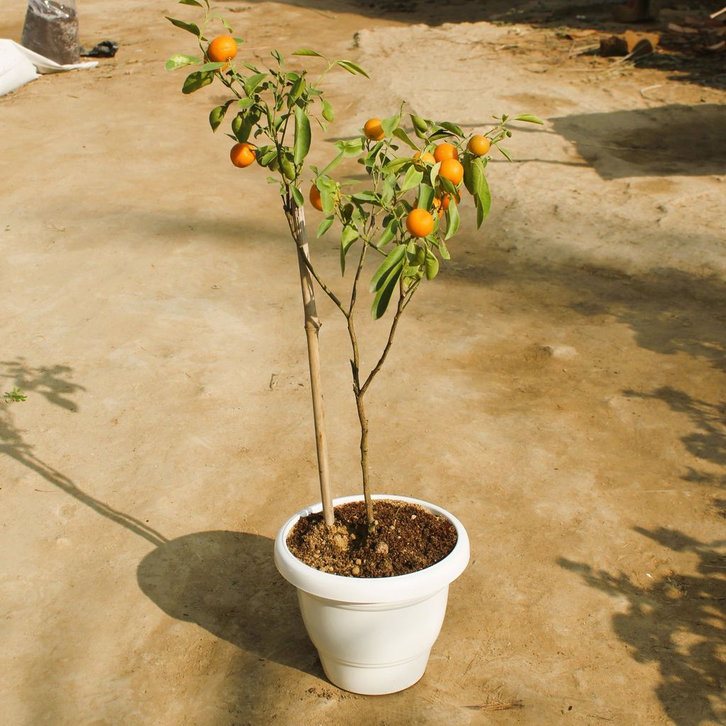 China Orange in 8 Inch Classy White Apple Plastic Pot