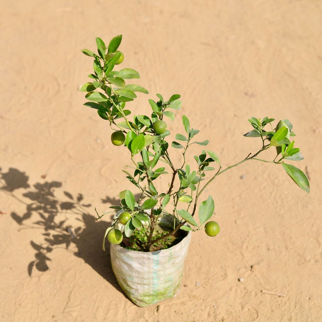 China Orange in 7 Inch Nursery Bag