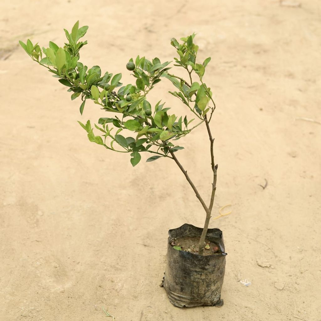 China Orange in 5 Inch Nursery Bag