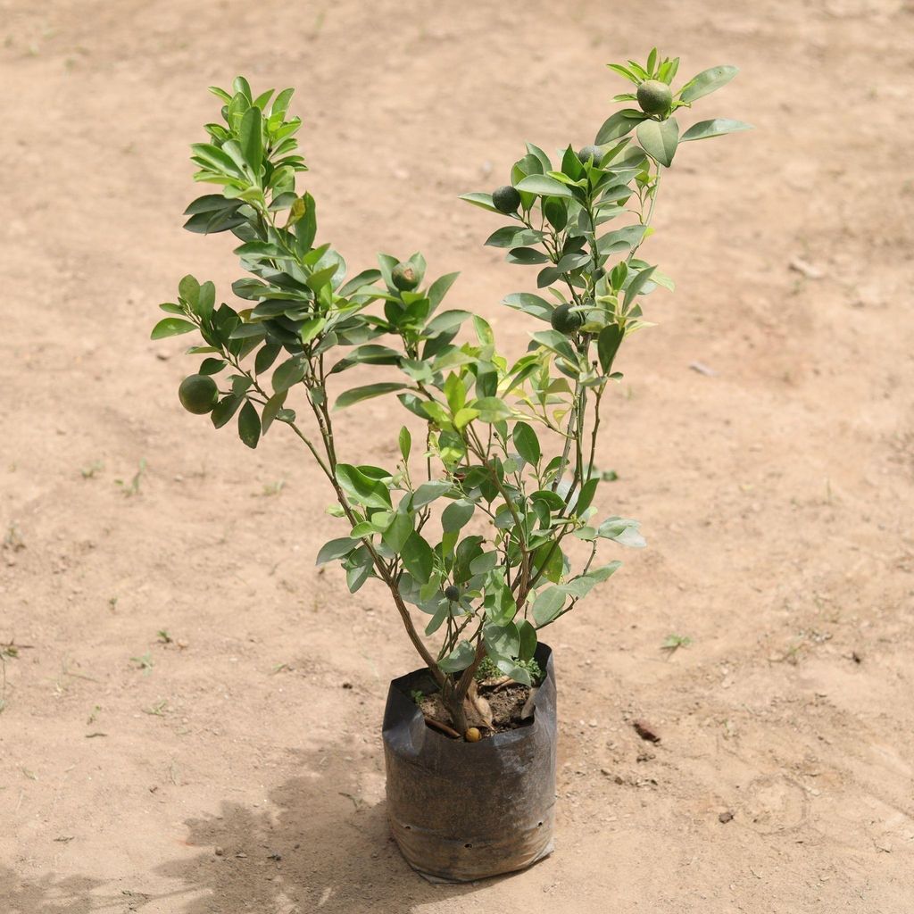 China Orange Plant in 7 Inch Nursery Bag