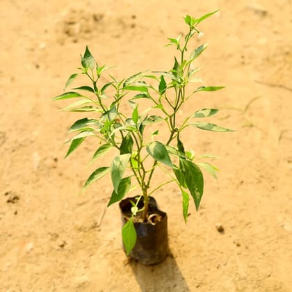 Green Chilli Plant in 4 Inch Nursery Bag