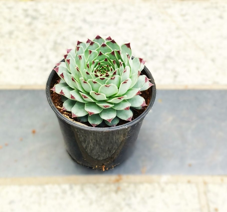 Laxmi / Lakshmi Kamal Succulent in 3 Inch Nursery Pot