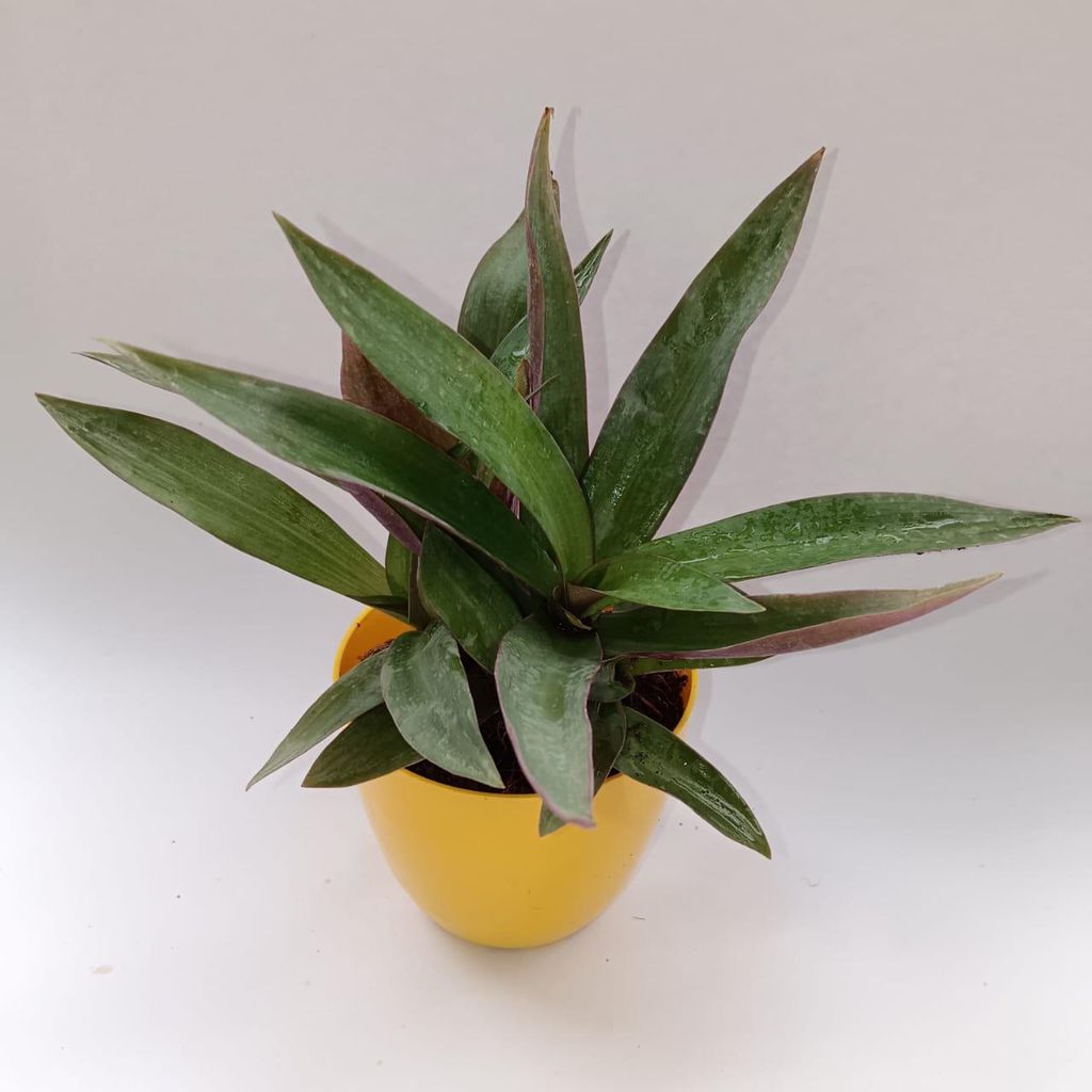 Rhoeo / Durangi in 4 Inch Yellow Premium Orchid Round Plastic Pot